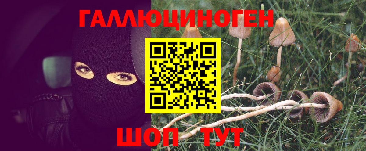 Псилоцибиновые грибы Psilocybe  Вход с VPN  Псилоцибиновые грибы прущие грибы  Набережные Челны 